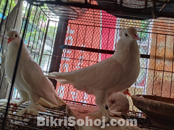 Arabian koka Pigeon